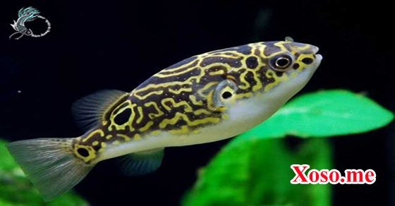 Mơ thấy cá to nhỏ – Chiêm bao thấy cá to nhỏ đánh con gì?