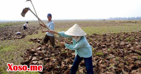 Nằm mơ thấy cái cuốc đánh con gì? - Chiêm bao thấy cái cuốc báo điềm gì?