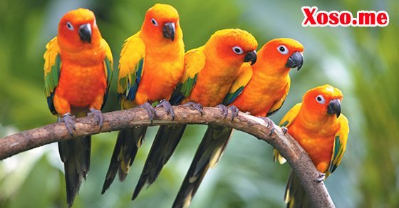 Mơ thấy chim đậu - Chiêm bao thấy chim đậu đánh con gì?