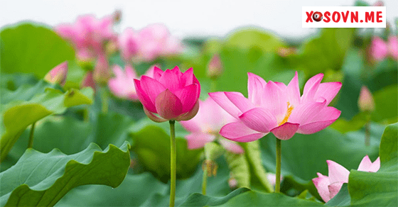 Mơ thấy hoa sen - Chiêm bao thấy hoa sen đánh con gì?