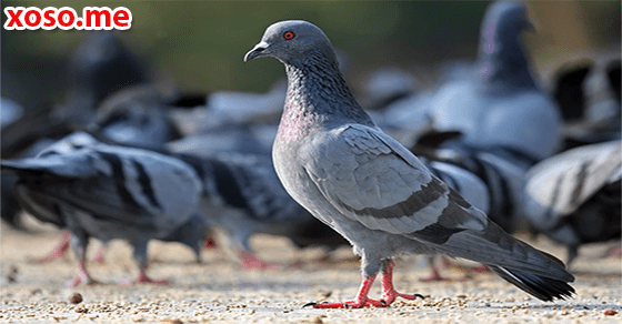 Ý nghĩa giấc mơ thấy chim bồ câu