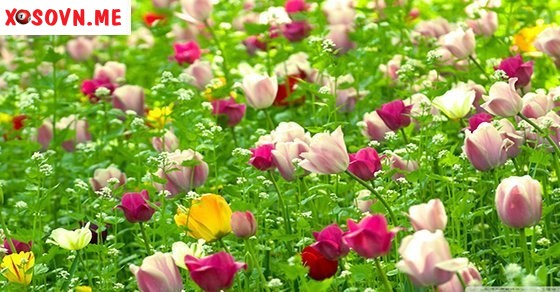 Ngủ mơ thấy hoa là điềm lành