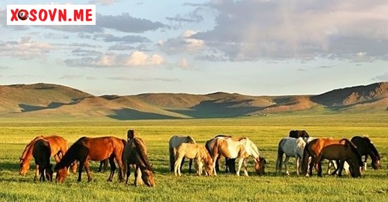 Mơ thấy ngựa ăn - Giải mộng chiêm bao thấy ngựa ăn