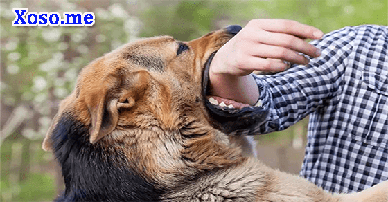 Ý nghĩa giấc mơ bị chó cắn tay