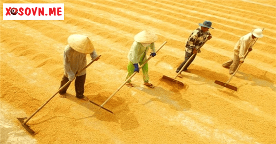 Mơ thấy phơi thóc và ý nghĩa giấc mơ